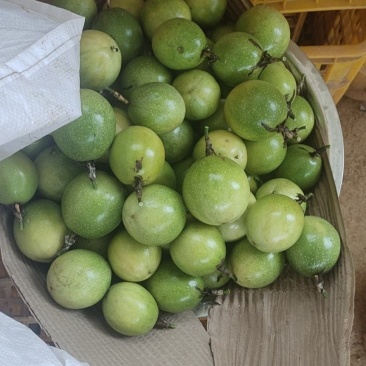 正宗黄金果芭乐味苗，香甜诱人，回味无穷，想了解的可以联系