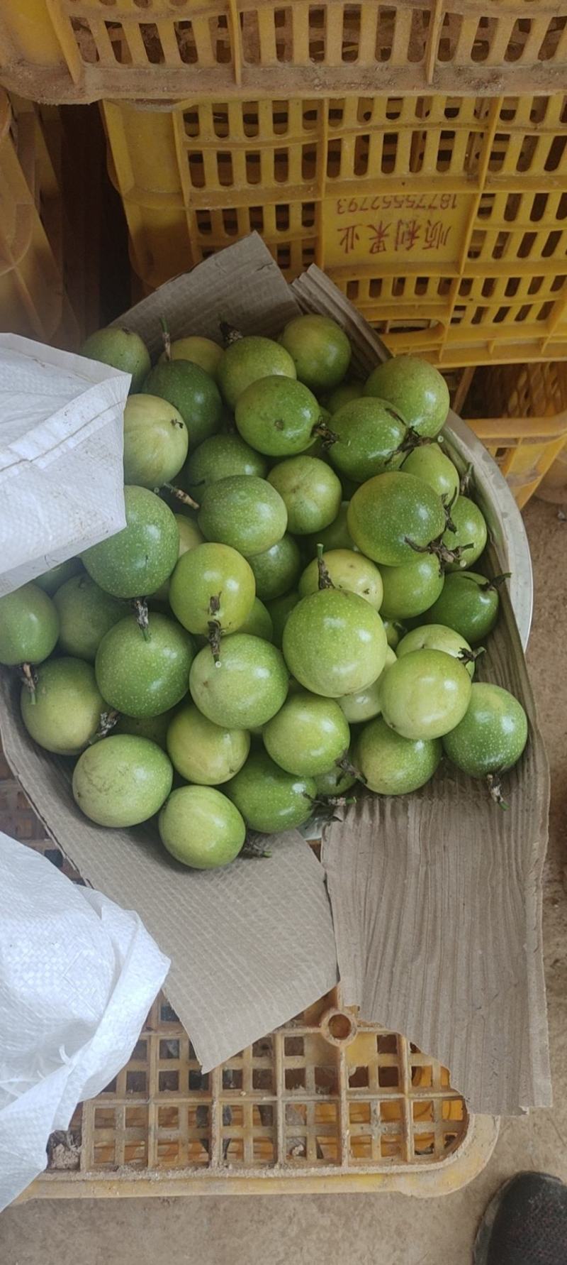正宗黄金果芭乐味苗，香甜诱人，回味无穷，想了解的可以联系
