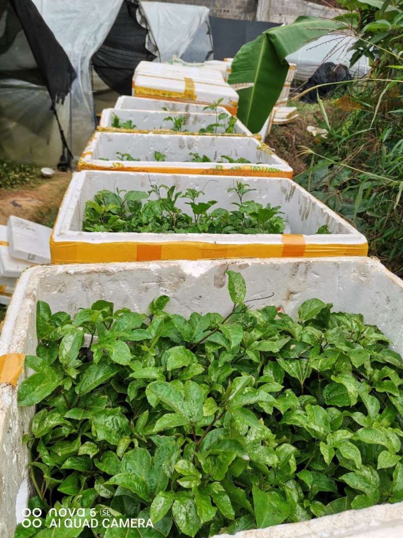 正宗黄金果芭乐味苗，香甜诱人，回味无穷，想了解的可以联系