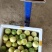 正宗黄金果芭乐味苗，香甜诱人，回味无穷，想了解的可以联系
