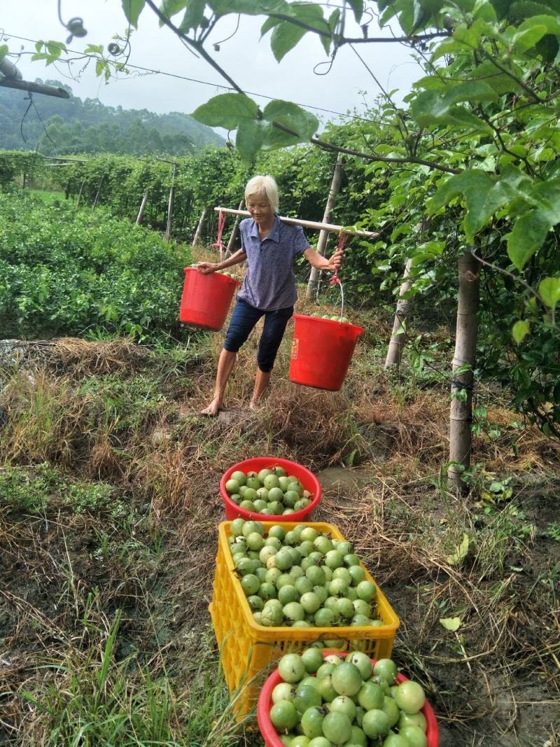 正宗黄金果芭乐味苗，香甜诱人，回味无穷，想了解的可以联系