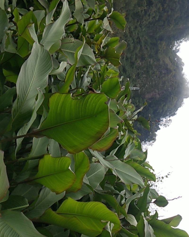零下20度都不会死的畜牧专用小芭蕉叶。