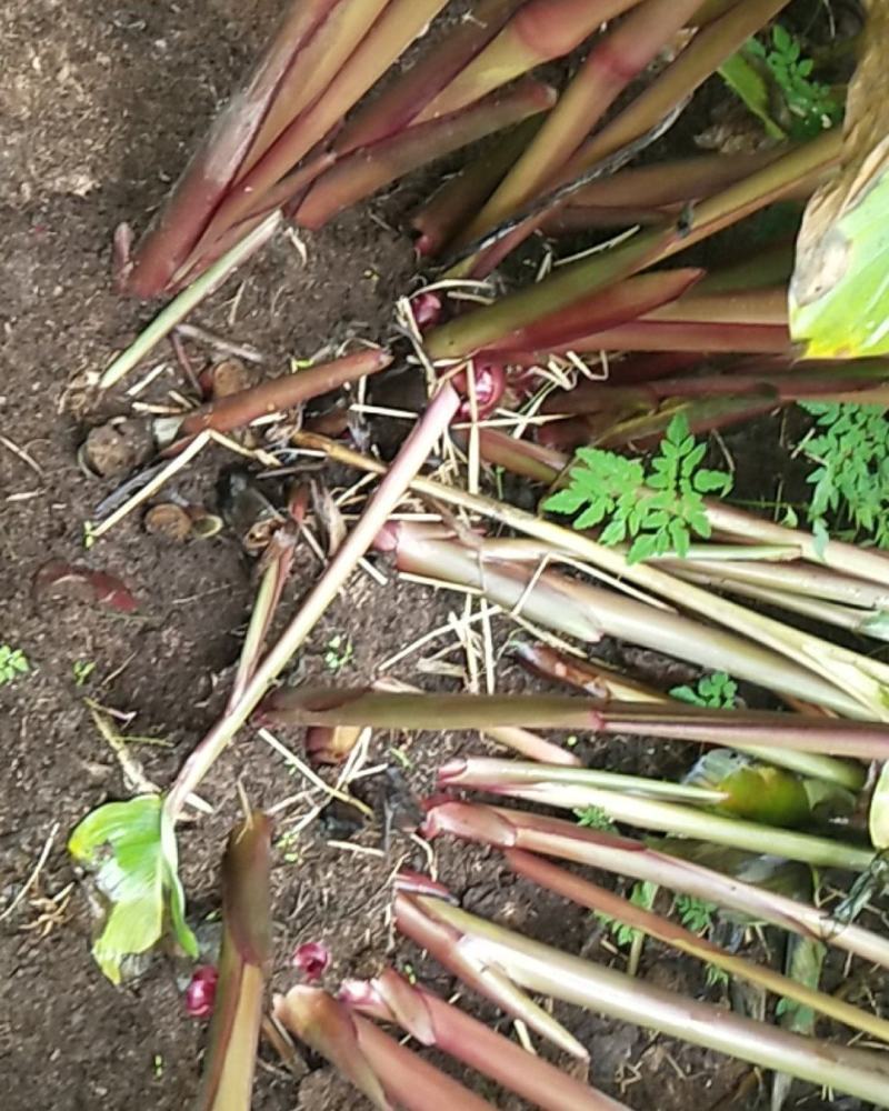 零下20度都不会死的畜牧专用小芭蕉叶。