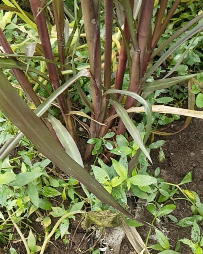 皇竹草苗，甜象草，种节，一亩地500元。
