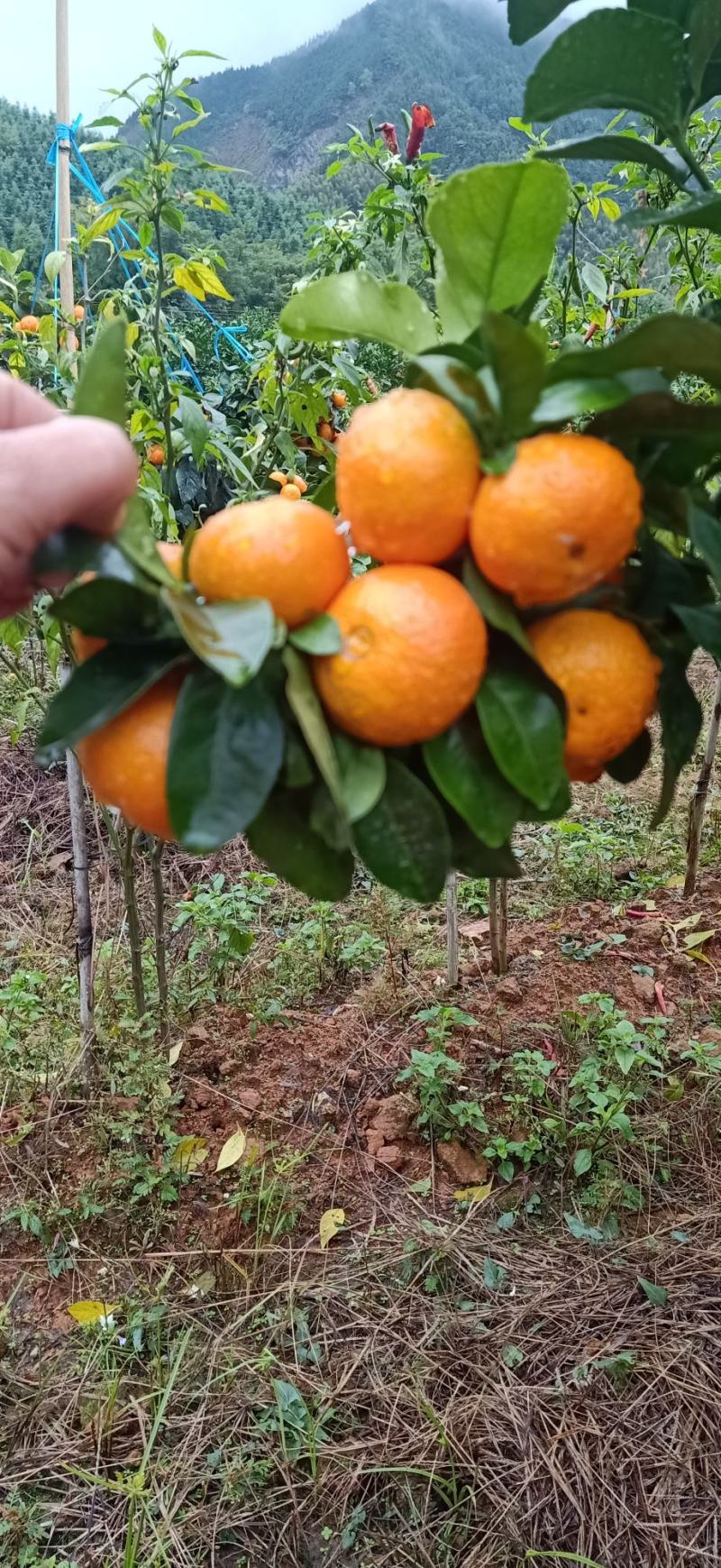 金秋沙糖桔