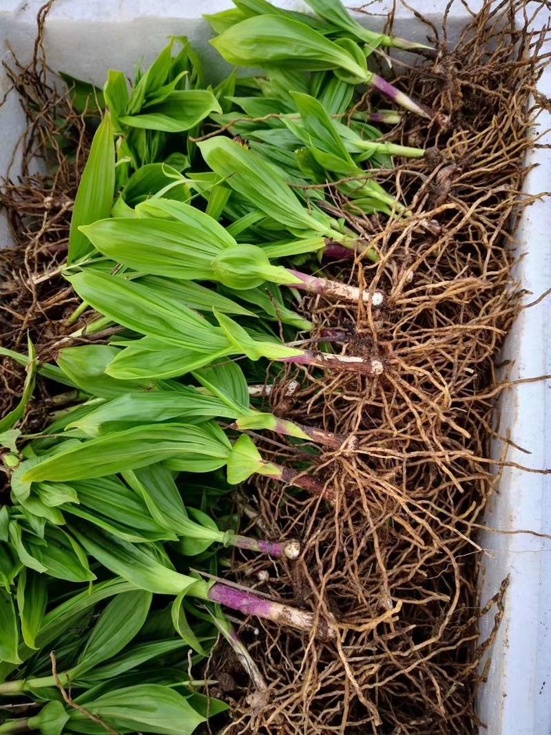 四川白芨种子，纯紫花白花白芨种子，成熟度好出芽率高
