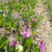 四川白芨种子，纯紫花白花白芨种子，成熟度好出芽率高