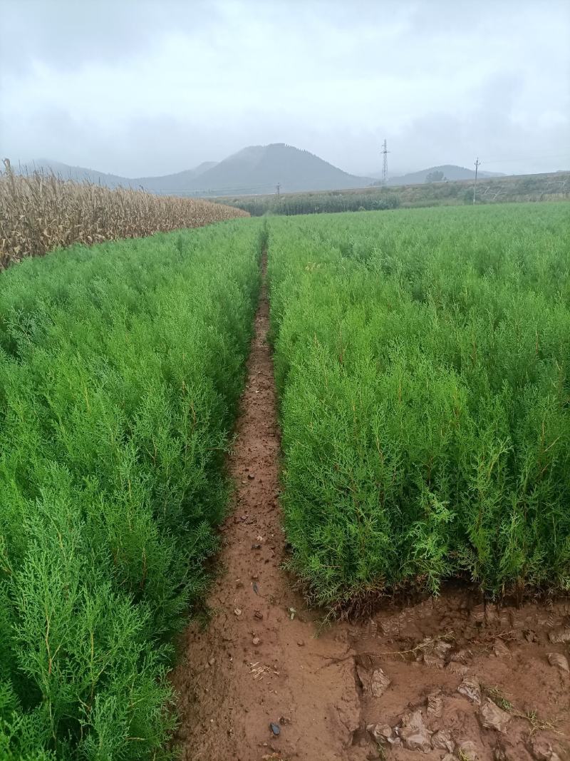 侧柏30公分~2米5量大有需要的联系我。