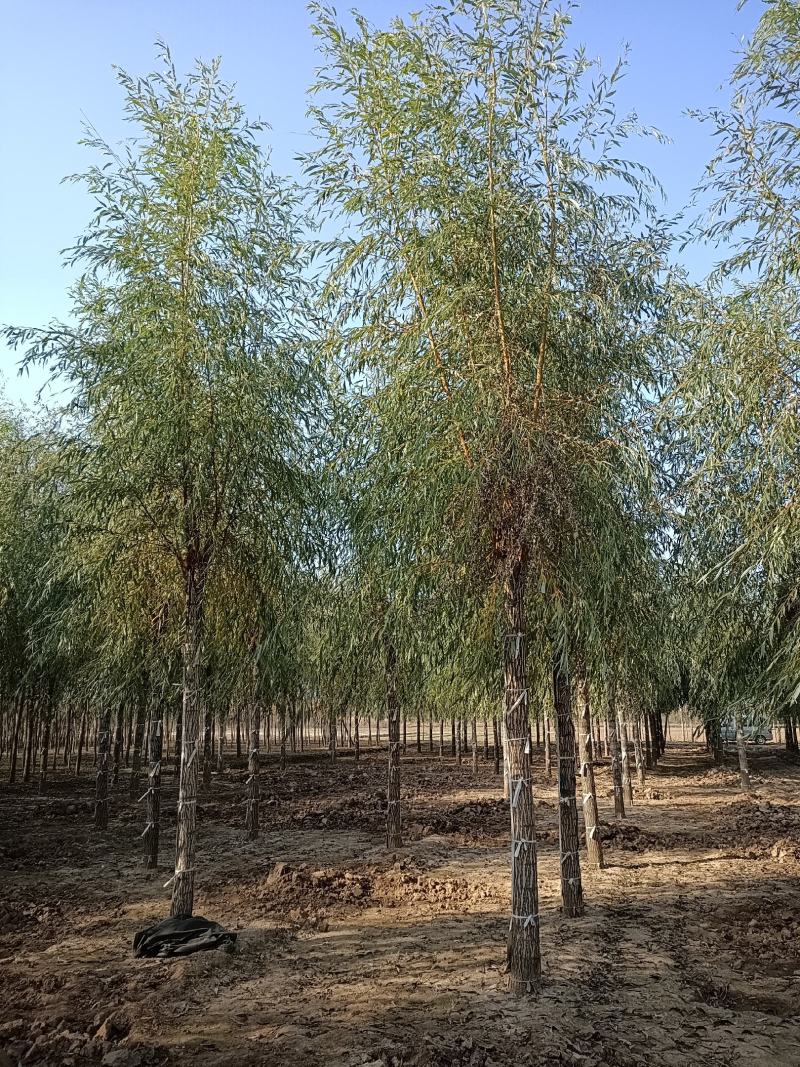 12-20公分金丝垂柳大量供应，15-30公分垂柳移植苗