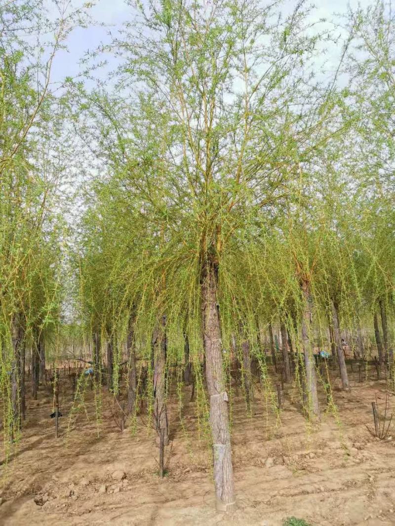 12-20公分金丝垂柳大量供应，15-30公分垂柳移植苗
