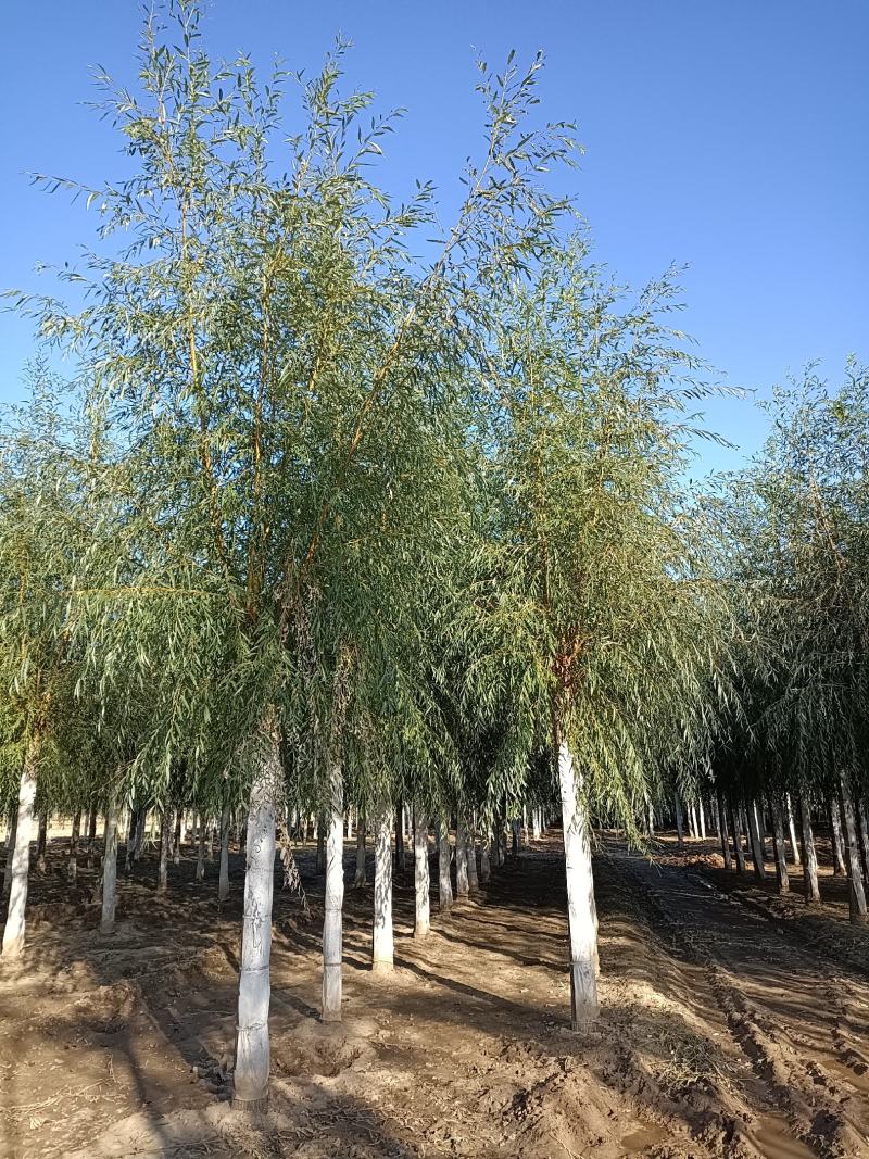 12-20公分金丝垂柳大量供应，15-30公分垂柳移植苗