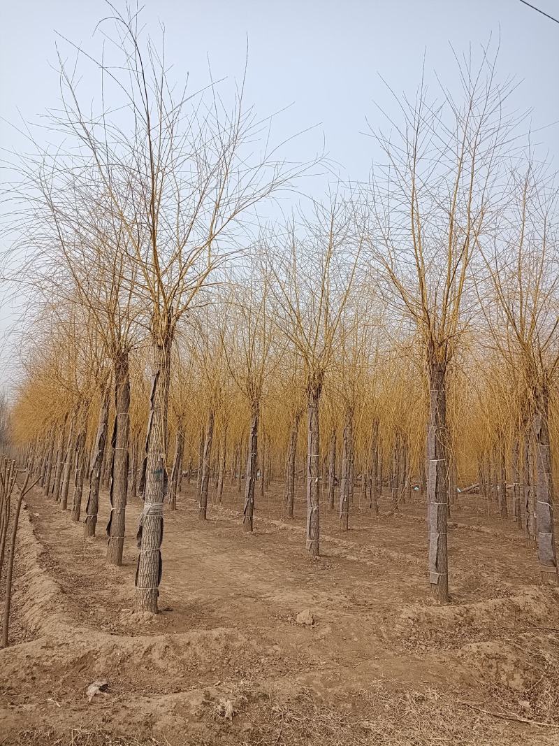 12-20公分金丝垂柳大量供应，15-30公分垂柳移植苗