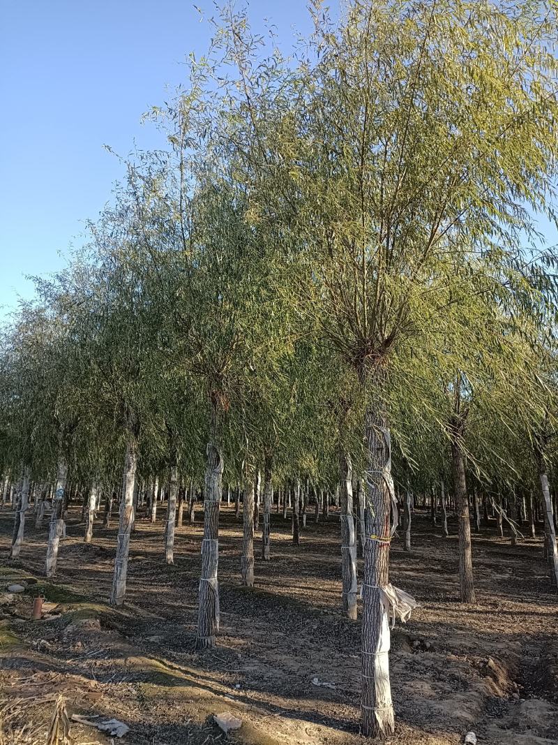 12-20公分金丝垂柳大量供应，15-30公分垂柳移植苗