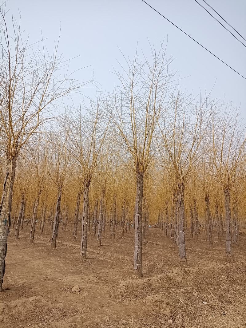 12-20公分金丝垂柳大量供应，15-30公分垂柳移植苗