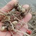大量出售紫花三叉小白及（白及苗）产地直供欢迎定购