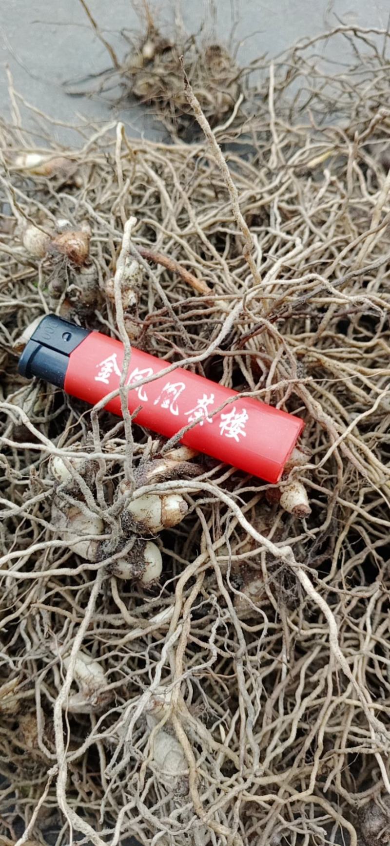 精品四川小白芨（白及苗）产地直供鲜货只有价廉欢迎电联