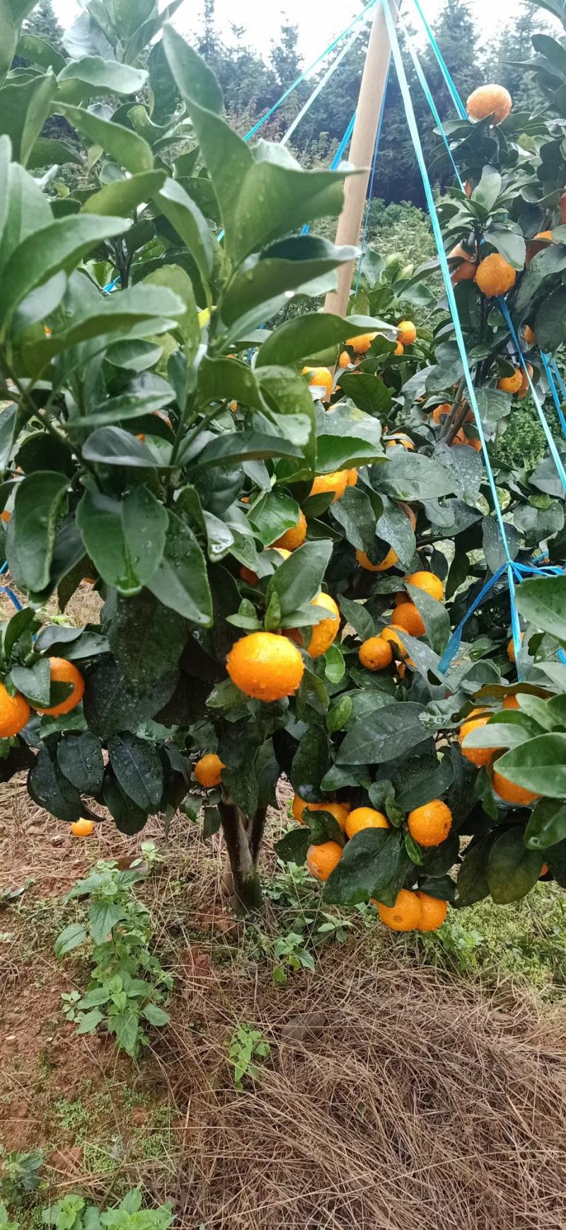 广西桂林兴安金秋沙糖橘大量上市