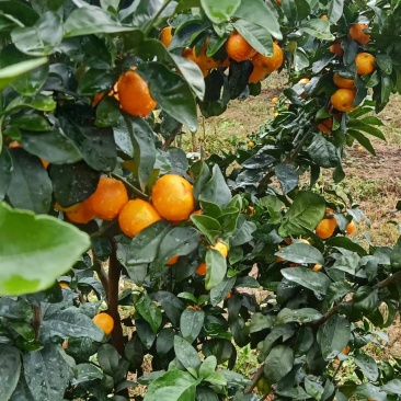 广西桂林兴安金秋沙糖橘大量上市