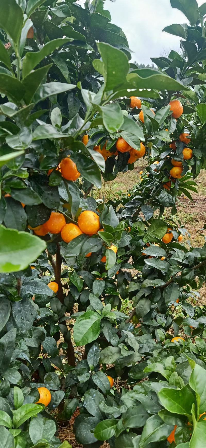 广西桂林兴安金秋沙糖橘大量上市