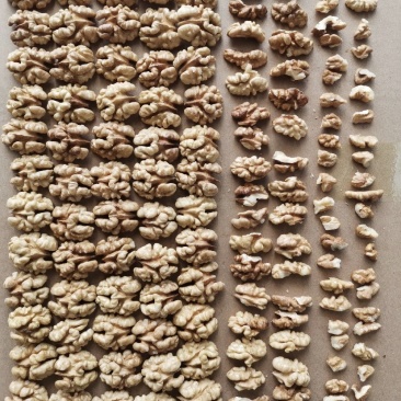新疆185核桃仁，可整车，整箱发货