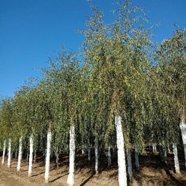 大量供应，15-30公分垂柳移植苗，易成活，树形好价格实