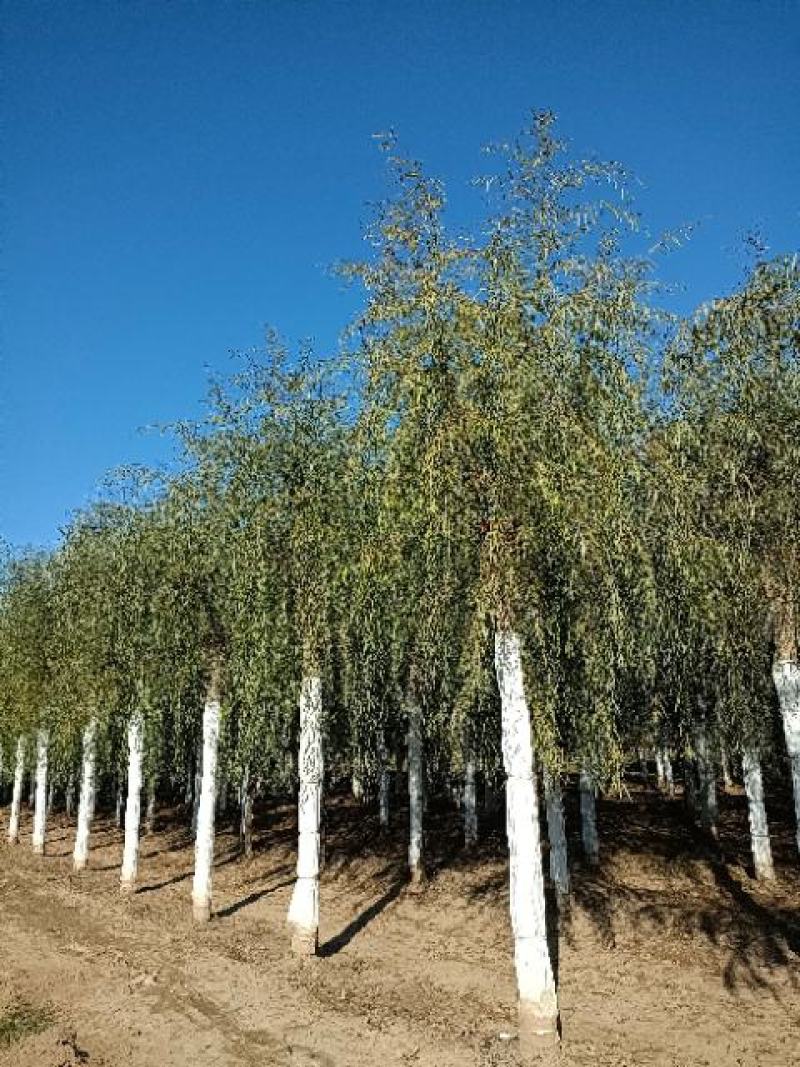 大量供应，15-30公分垂柳移植苗，易成活，树形好价格实