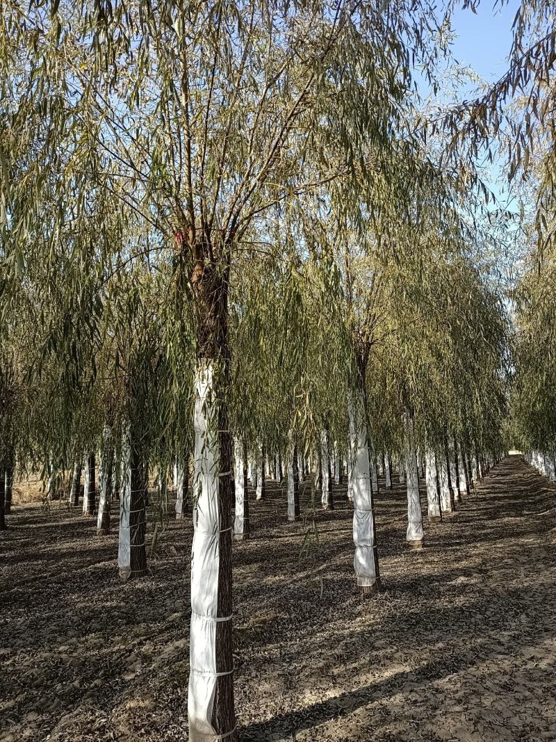 大量供应，15-30公分垂柳移植苗，易成活，树形好价格实
