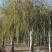 大量供应，15-30公分垂柳移植苗，易成活，树形好价格实