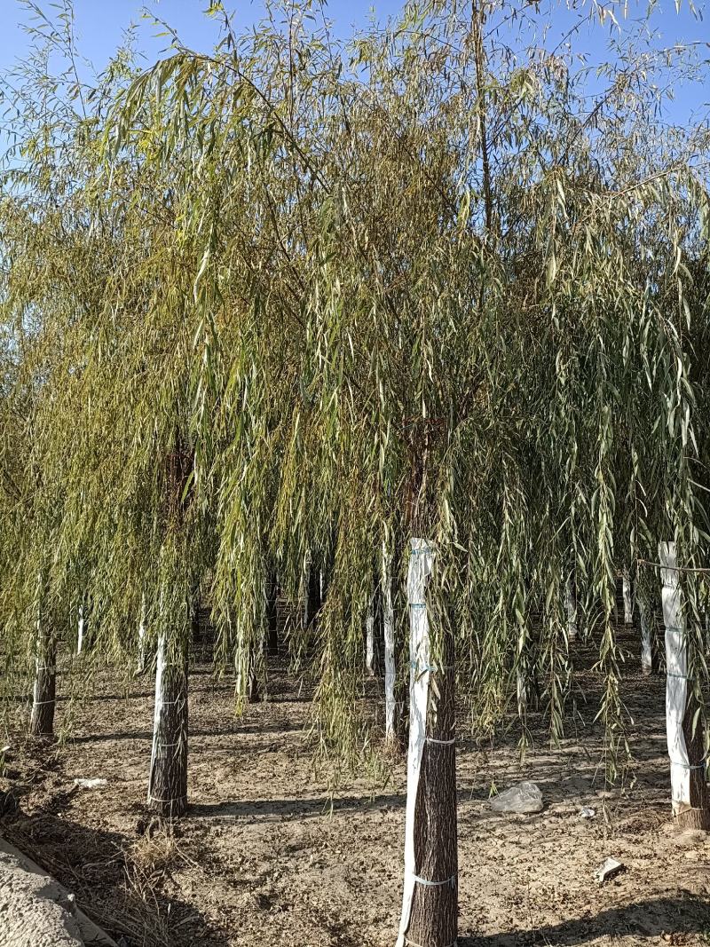 大量供应，15-30公分垂柳移植苗，易成活，树形好价格实