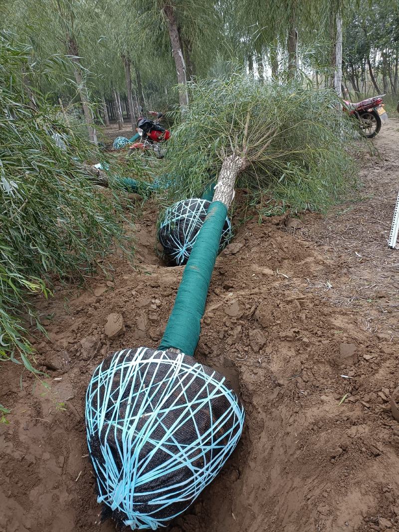 大量供应，15-30公分垂柳移植苗，易成活，树形好价格实