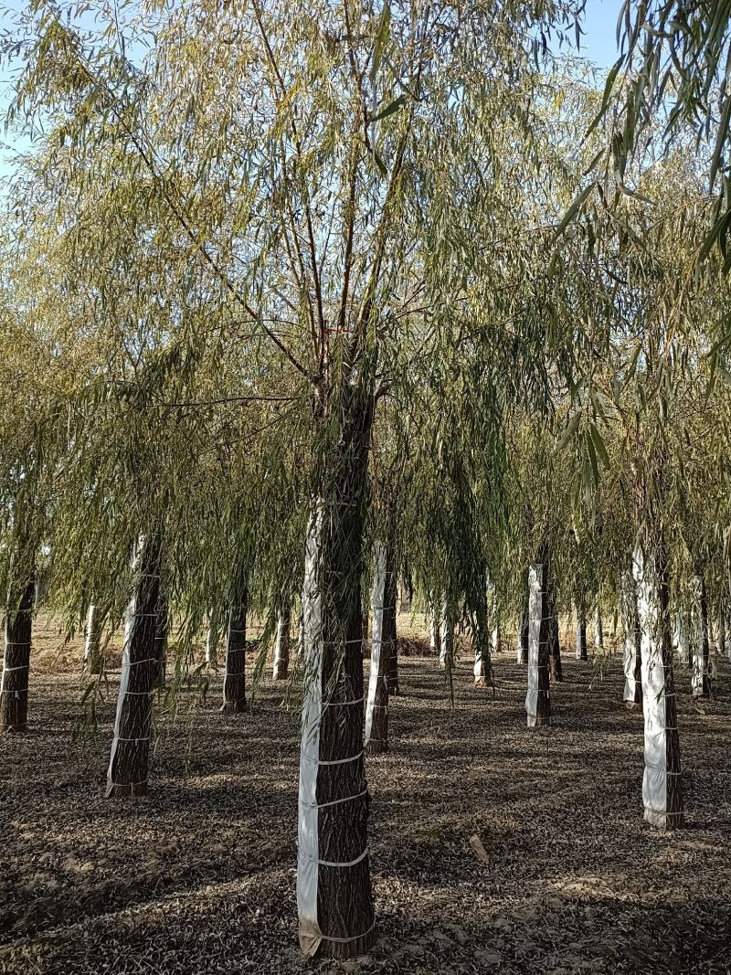 大量供应，15-30公分垂柳移植苗，易成活，树形好价格实