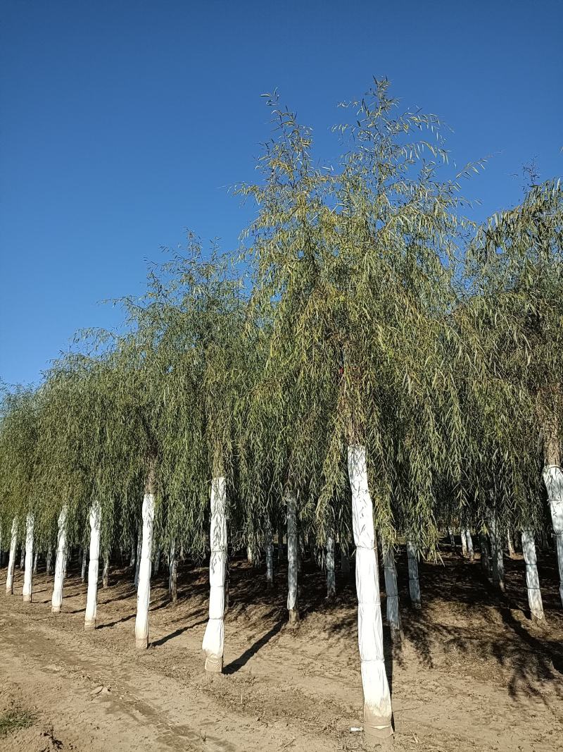 大量供应，15-30公分垂柳移植苗，易成活，树形好价格实