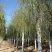大量供应，15-30公分垂柳移植苗，易成活，树形好价格实