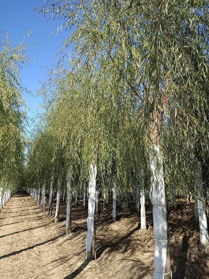 大量供应，15-30公分垂柳移植苗，易成活，树形好价格实