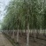 大量供应，15-30公分垂柳移植苗，易成活，树形好价格实
