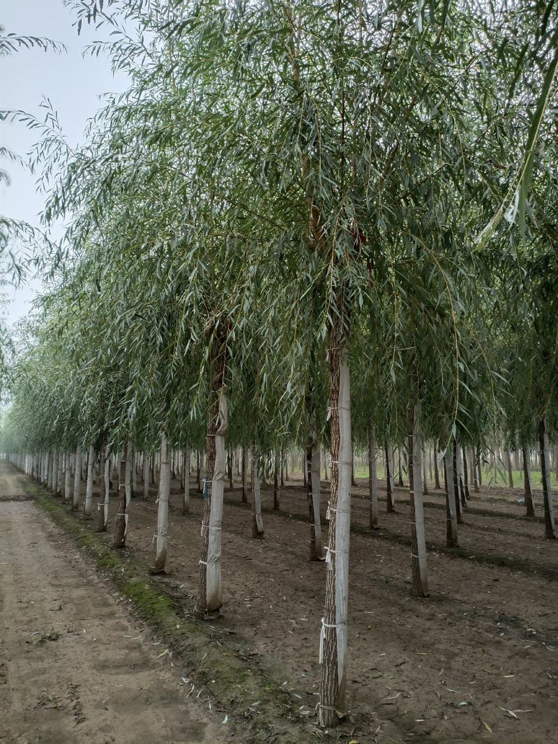 大量供应，15-30公分垂柳移植苗，易成活，树形好价格实
