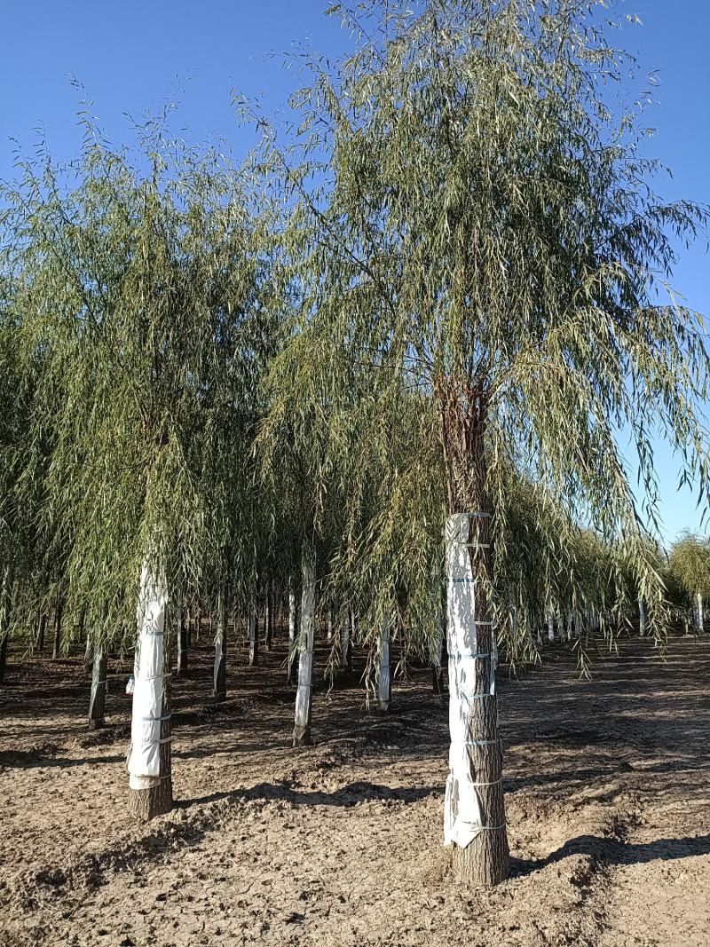 大量供应，15-30公分垂柳移植苗，易成活，树形好价格实