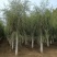 大量供应，15-30公分垂柳移植苗，易成活，树形好价格实