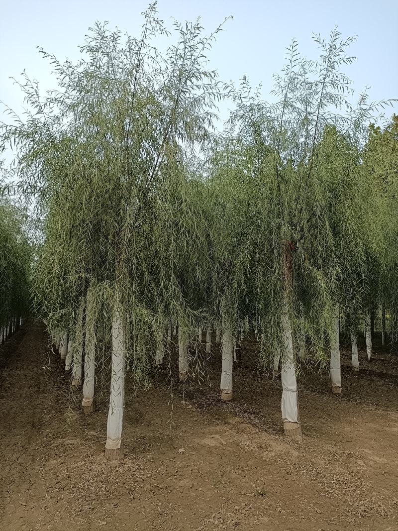 大量供应，15-30公分垂柳移植苗，易成活，树形好价格实