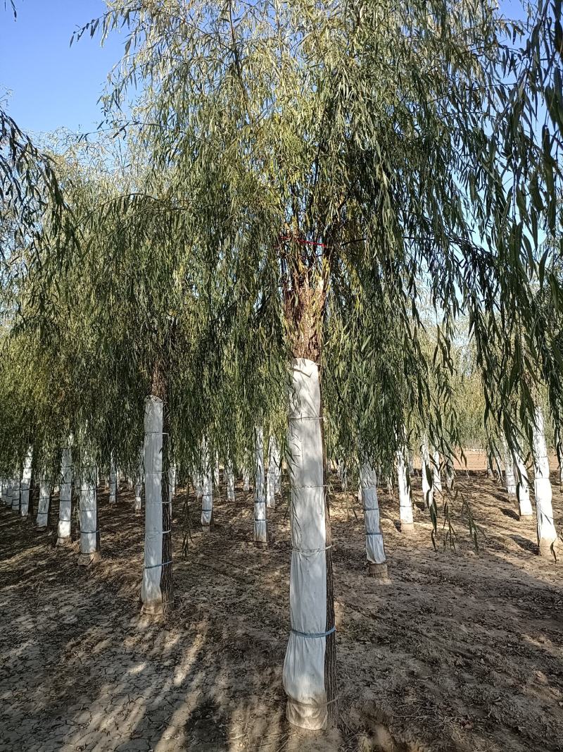 大量供应，15-30公分垂柳移植苗，易成活，树形好价格实