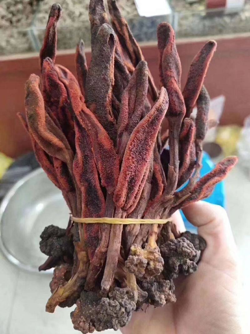 回春草500g包邮康辰药业批发各种中药材
