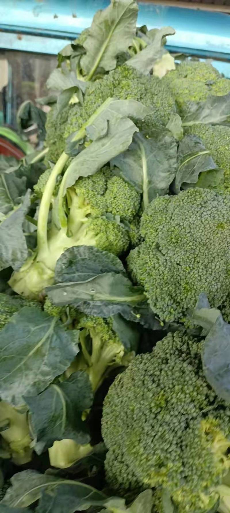 急售东台西兰花！基地直发！质量好价格便宜！