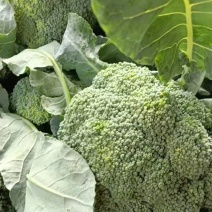 急售东台西兰花！基地直发！质量好价格便宜！