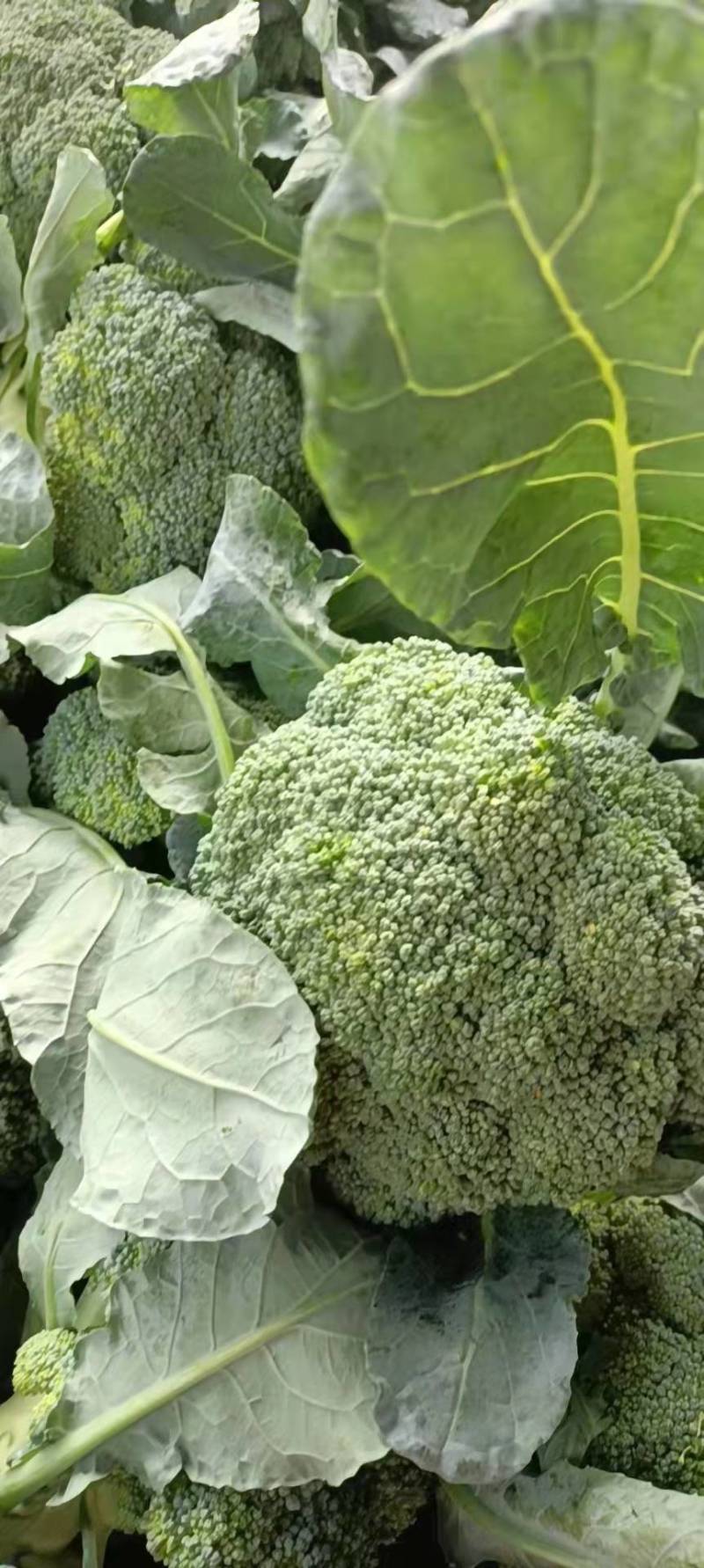 急售东台西兰花！基地直发！质量好价格便宜！