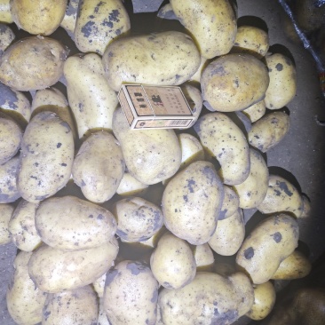 土豆内蒙黄心土豆V7西森土豆一手货源,全国发货,质量保证