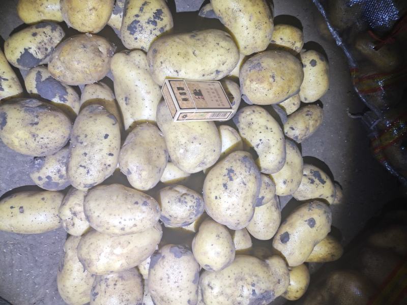 土豆内蒙黄心土豆V7西森土豆一手货源，全国发货，质量保证