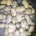 土豆内蒙黄心土豆V7西森土豆一手货源,全国发货,质量保证