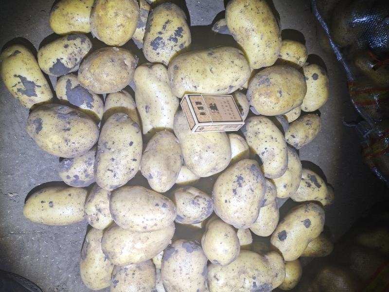 土豆内蒙黄心土豆V7西森土豆一手货源，全国发货，质量保证