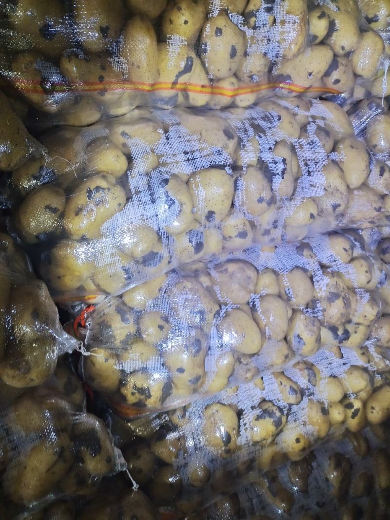 土豆内蒙黄心土豆V7西森土豆一手货源，全国发货，质量保证