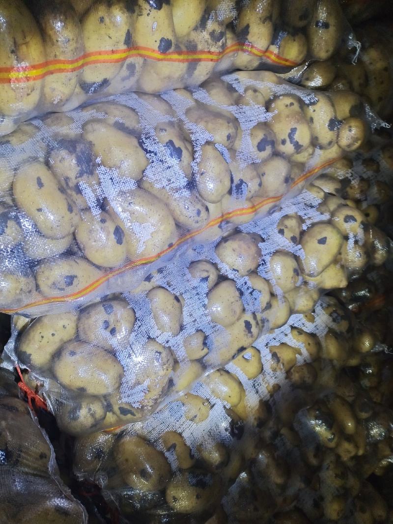 土豆内蒙黄心土豆V7西森土豆一手货源，全国发货，质量保证